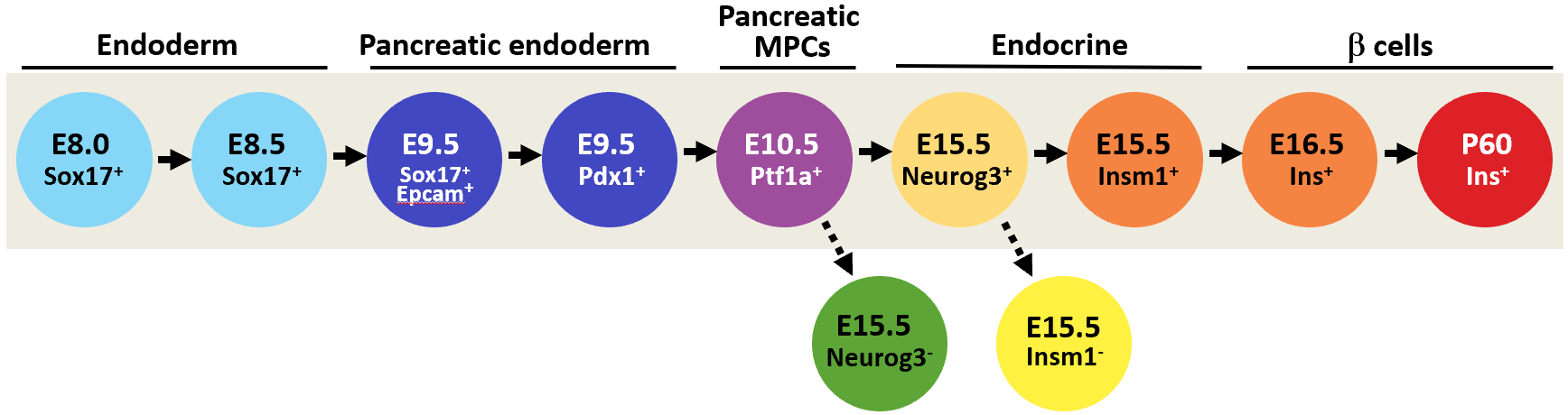 Mouse Pancreas Developmental Network - Osipovich et al